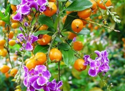 Cây chuỗi ngọc,chuỗi ngọc,cay chuoi ngoc,cây thanh quan,Rìa xanh,Dâm xanh,Chim chích,Chuỗi xanh,Duranta repens cv. Dwarf Yello,Chuỗi ngọc