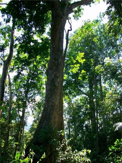 Cây gỗ lim,cây lim,lim xanh,gỗ lim,bốn loài cây gỗ tứ thiết của Việt Nam,bốn loài tứ thiết,cây gỗ quý,đinh lim sến táu,Erythrophleum fordii,phân họ Vang,Caesalpinioideae,họ Đậu,Fabaceae,Leguminosae,Fabaceae sensu lato,Cây gỗ Lim - Lim xanh