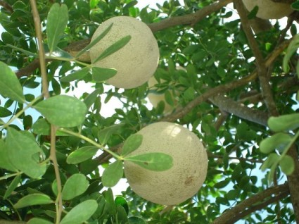 Cây quách,quả quách,cây ăn quả,Cây Quách