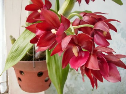 Lan thiên nga,hoa lan thiên nga,hoa lan,phong lan,lan thiên nga xanh,Cycnoches,Lan thiên nga