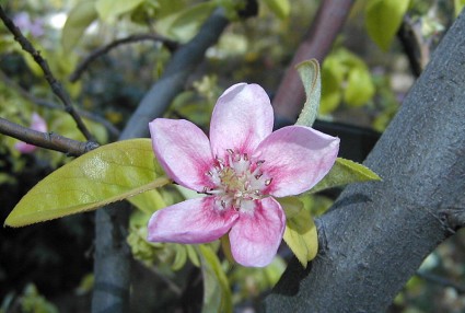 Mộc qua Trung Quốc,mộc qua,mộc qua hải đường,minh tra,Pseudocydonia sinensis,Pseudocydonia,cây ăn quả,Mộc qua Trung Quốc (Mộc qua hải đường,minh tra)