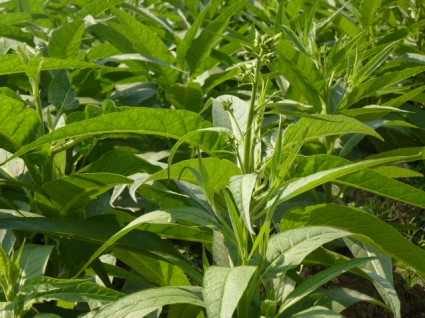 Thuốc lào,Nicotiana rustica,chi thuốc lá,Nicotiana,tác hại của thuốc lào,hút thuốc lào,Thuốc lào