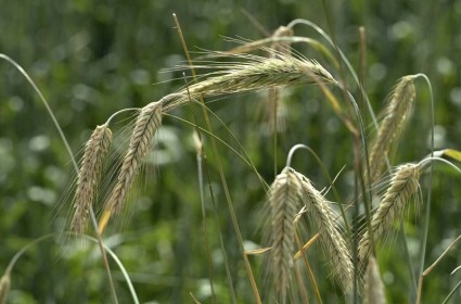 Lúa mạch đen,hắc mạch,bo bo,bobo,secale cereale,rye,cây ngũ cốc,cây lương thực,họ hòa thảo,họ lúa,họ cỏ,poaceae,Lúa mạch đen (hắc mạch, bo bo)