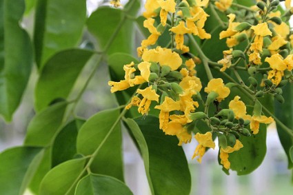 Giáng hương,dáng hương,cây giáng hương,cây dáng hương,giáng hương quả to,dáng hương quả to,giáng hương căm-pôt,giáng hương chân, song lã,pterocarpus macrocarpus,họ đậu,Fabaceae,Leguminosae,công dụng của giáng hương,cây gỗ quý nhóm 1,Giáng hương