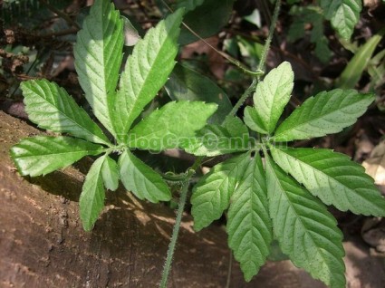 họ bầu bí, họ Curcubitaceae, cây giảo cổ lam,Gynostemma pentaphyllum (Thunb.) Makin, cây ngũ diệp sâm, cây thất diệp đảm, cây cỏ thần kì, cây trường thọ,cay giao co lam,,Cây Giảo Cổ Lam (Cây Ngũ Diệp Sâm)