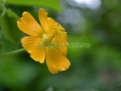 Abutilon indicum(L) G.Sweet ,họ bông,Malvaceaecây cối xay,cây kim hoa thảo, cây nhĩ hương thảo, cây quỳnh ma, cây co to ép, cây Phao tôn,cây ma mãnh thảo, cay coi xay, hình ảnh cây cối xay, công dụng cây cối xay, cây cối xay chữa bệnh,,Cây Cối Xay (Cây Kim Hoa Thảo)