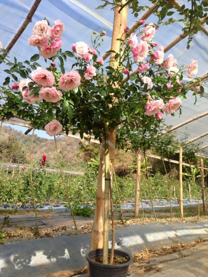 Cây Hoa Hồng Thân Gỗ, tree rose, cây hoa hồng cổ, cây hồng cổ, rose, cây tết, cây tết 2017, cây hồng thân gỗ, hoa hồng thân gỗ, hồng cổ Sapa, cây hoa hồng Sapa,cây hoa chơi tết,,Cây Hoa Hồng Thân Gỗ - Tree Rose