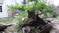 Cây sếu, cổ thụ, cây cảnh,mua bán cây cảnh,hoa cảnh,sinh vật cảnh,hòn non bộ,Toàn quốc,Bán cây sếu (cơm nguội) cảnh 200 tuổi tuyệt đẹp
