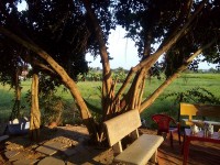 Cây sanh,mua bán cây cảnh,hoa cảnh,sinh vật cảnh,hòn non bộ,TP Hồ Chí Minh,Bán cây sanh