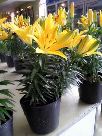 ly chậu,mua bán cây cảnh,hoa cảnh,sinh vật cảnh,hòn non bộ,Toàn quốc,Bán Ly chậu Tiny Bee