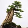 Cây cảnh bonsai đẹp - 1