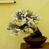 Cây cảnh bonsai đẹp - 100
