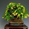 Cây cảnh bonsai đẹp - 102