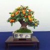 Cây cảnh bonsai đẹp - 107