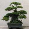 Cây cảnh bonsai đẹp - 111
