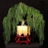 Cây cảnh bonsai đẹp - 113
