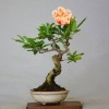 Cây cảnh bonsai đẹp - 118