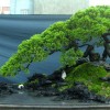 Cây cảnh bonsai đẹp - 119