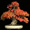 Cây cảnh bonsai đẹp - 120