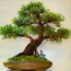 Cây cảnh bonsai đẹp - 121
