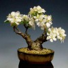 Cây cảnh bonsai đẹp - 123