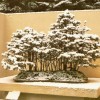 Cây cảnh bonsai đẹp - 125