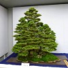 Cây cảnh bonsai đẹp - 126