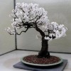 Cây cảnh bonsai đẹp - 128