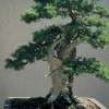 Cây cảnh bonsai đẹp - 13