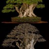Cây cảnh bonsai đẹp - 130