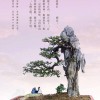 Cây cảnh bonsai đẹp - 131