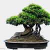 Cây cảnh bonsai đẹp - 137