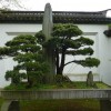 Cây cảnh bonsai đẹp - 138