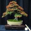 Cây cảnh bonsai đẹp - 14