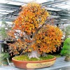 Cây cảnh bonsai đẹp - 141