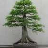 Cây cảnh bonsai đẹp - 142