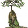 Cây cảnh bonsai đẹp - 143