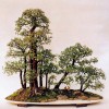 Cây cảnh bonsai đẹp - 145