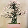 Cây cảnh bonsai đẹp - 148