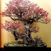 Cây cảnh bonsai đẹp - 150