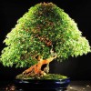 Cây cảnh bonsai đẹp - 151