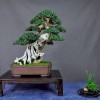 Cây cảnh bonsai đẹp - 156