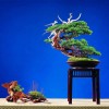 Cây cảnh bonsai đẹp - 157
