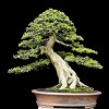 Cây cảnh bonsai đẹp - 158