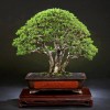 Cây cảnh bonsai đẹp - 163