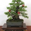 Cây cảnh bonsai đẹp - 17