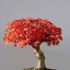 Cây cảnh bonsai đẹp - 170