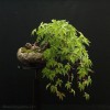 Cây cảnh bonsai đẹp - 174