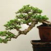 Cây cảnh bonsai đẹp - 175