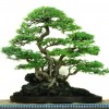 Cây cảnh bonsai đẹp - 176